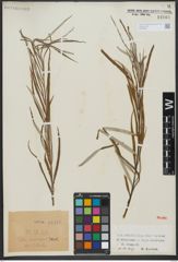 Foto von Salix viminalis L.
